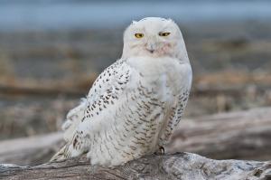 Snowy Owl Irruption