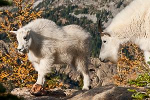 Larch Trees and Mountain Goats in the Fall