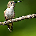 Female Rufous Hummingbird in a Tree
