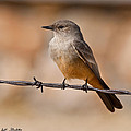 Say's Phoebe on a Barbed Wire