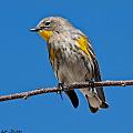 Yellow-Rumped Warbler