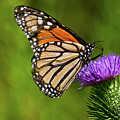 Monarch Butterfly on a Thistle
