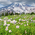 Mount Rainier and a Meadow of Aster