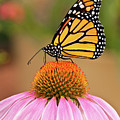 Monarch Butterfly on a Purple Coneflower