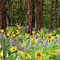 Balsamroot and Lupine in a Ponderosa Pine Forest