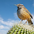 Cactus Wren on a Saguaro Cactus