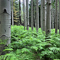 Ferns in an Aspen Grove