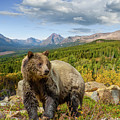 Grizzly Bear in Glacier National Park