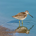 Long-Billed Dowitcher Probing in the Mud