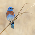 Male Western Bluebird Perched on a Sunflower Stalk