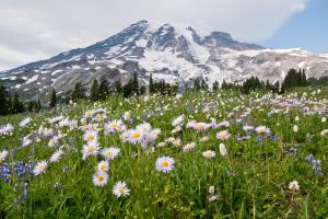 The Wonderlands of Mount Rainier